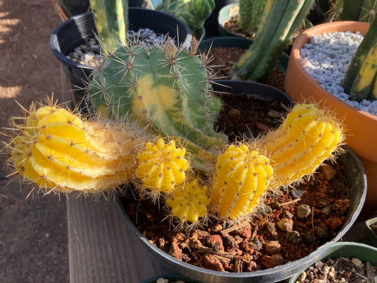 Echinopsis oxygona variegata Seeds