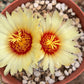 Astrophytum capricorne Seeds