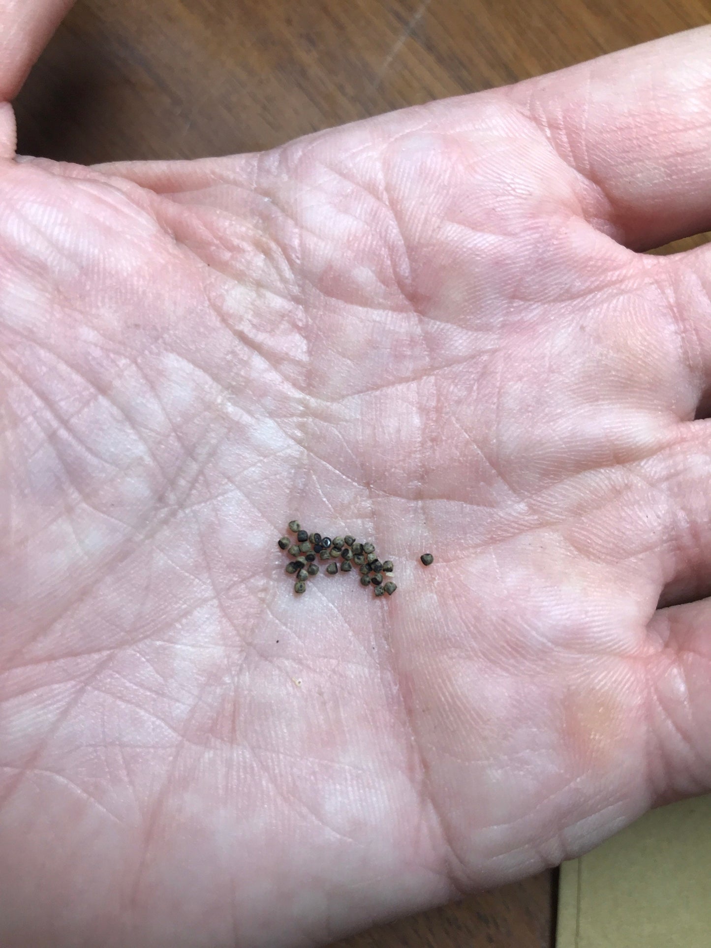 Gymnocalycium baldianum Seeds (White Blooms)