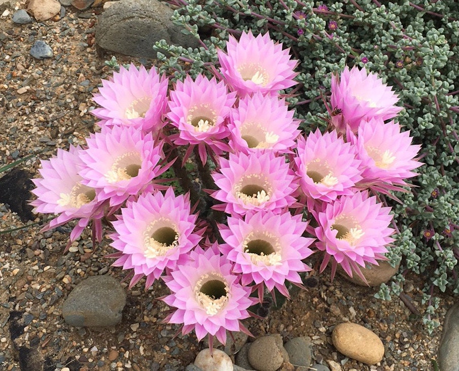 Echinopsis oxygona Seeds