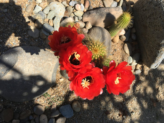 Trichocereus grandiflorus Seeds