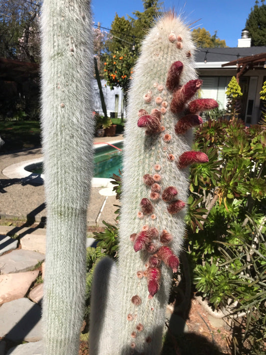 Cleistocactus strausii Seeds