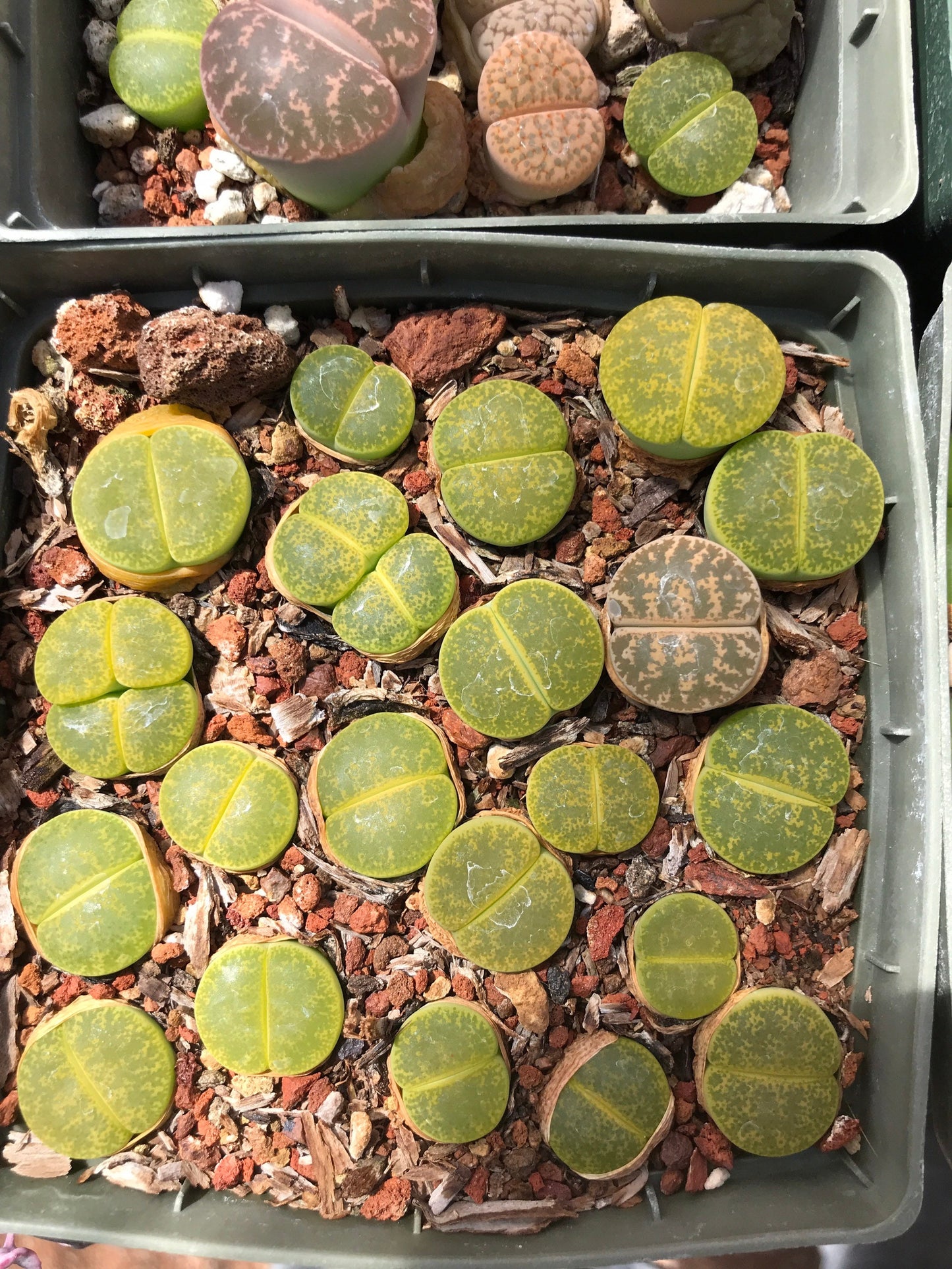 Lithop Seeds - Assorted species and hybrids