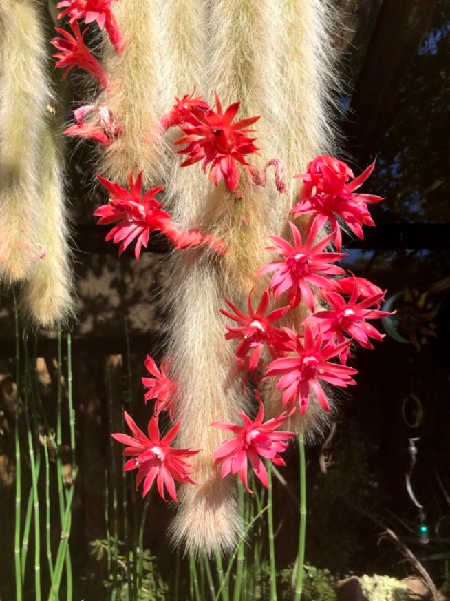 Hildewintera colademononis - Monkey Tail Cactus Seeds - Super Furry Hybrid