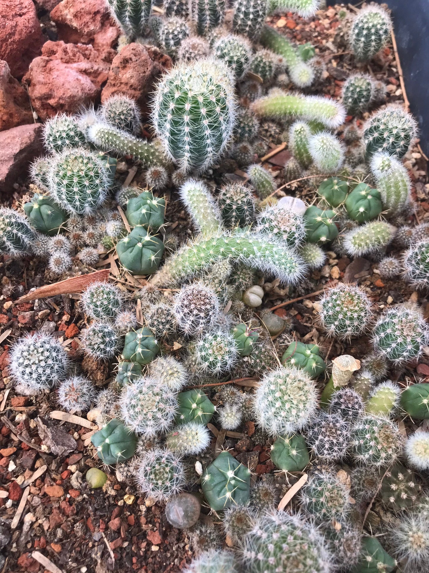 Cactus Seed Mix - Monkey Tail, Myrtillocactus, Lithops