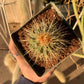 Echinocactus grusonii - Golden barrel seedling