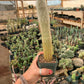 Cleistocactus strausii seedling