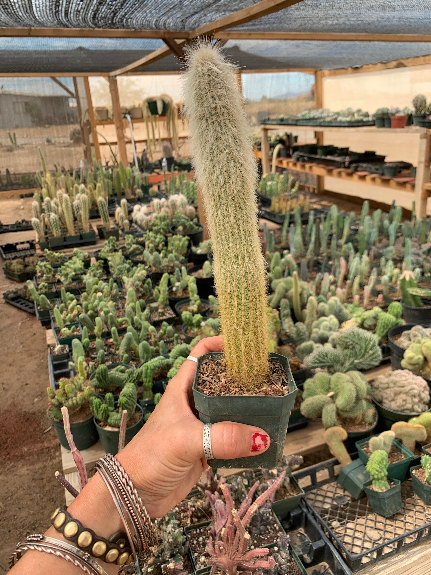 Cleistocactus strausii seedling