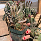 Tephrocactus articulatus "Paper Spine Cactus"