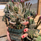Tephrocactus articulatus "Paper Spine Cactus"