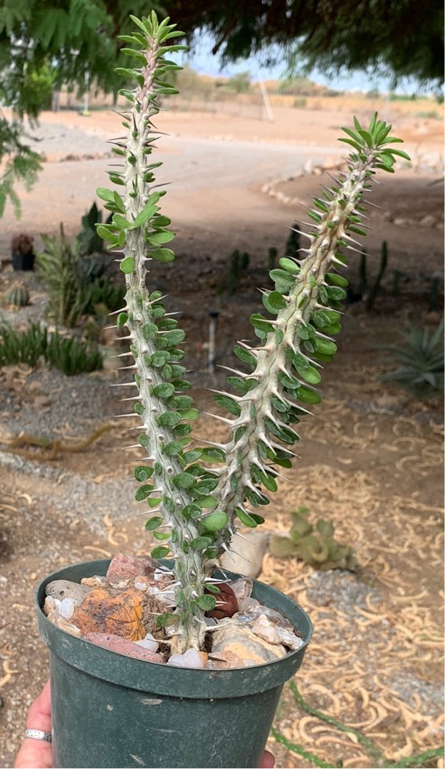 Alluaudia procera (False Ocotillo)